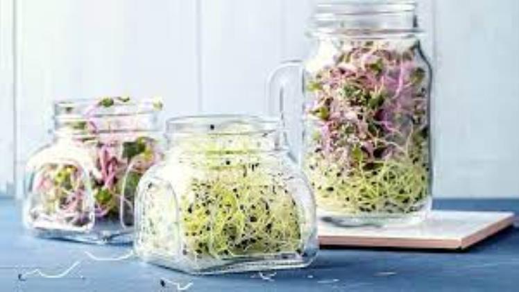 Sprouts in a Jar: A Culinary Delight within the Consolation of Your Residence