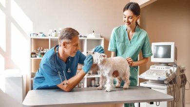 The Benefits Of Regular Checkups At A Small Animal Hospital