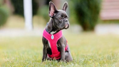 A Complete Guide To French Bulldog Harnesses: Types, Fit, And Safety