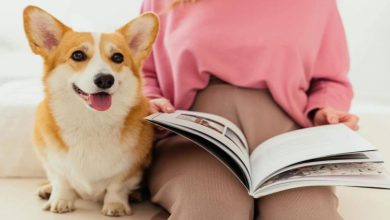 Western Australia Pet Bond Capped at $260 and Limited to Fumigation Use