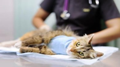 4 Common Procedures Performed In Animal Hospitals