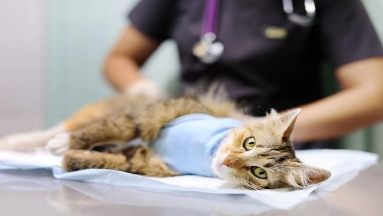 4 Common Procedures Performed In Animal Hospitals