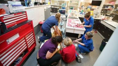 How Veterinary Clinics Manage Emergencies With Confidence