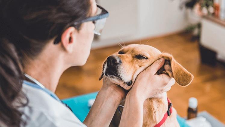 How Animal Clinics Support Long Term Pet Wellness