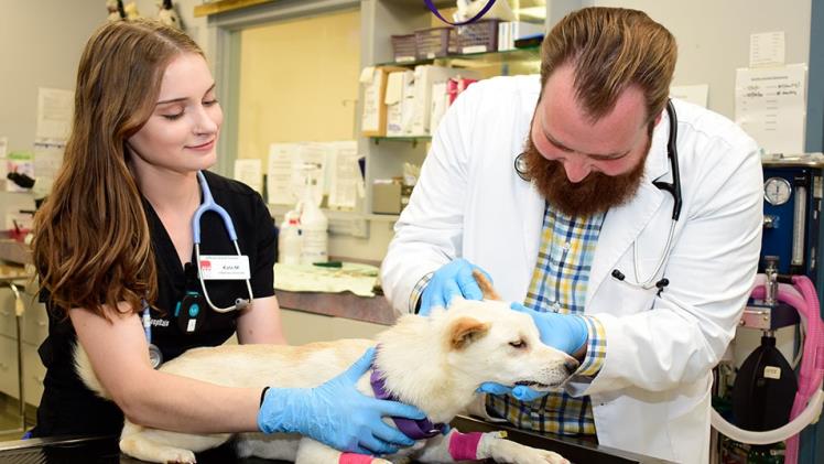 The Importance Of Pain Management In Animal Hospital Care