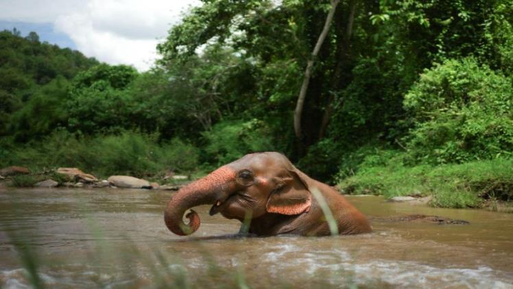 Elephant Sanctuary