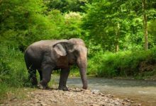 Ethical Elephant Sanctuary