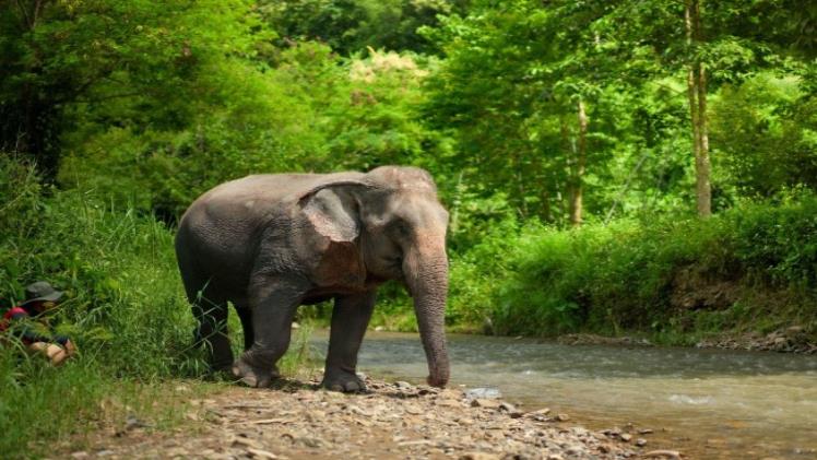 Ethical Elephant Sanctuary