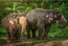 Ethical Elephant Sanctuary Phuket