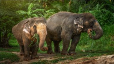 Ethical Elephant Sanctuary Phuket