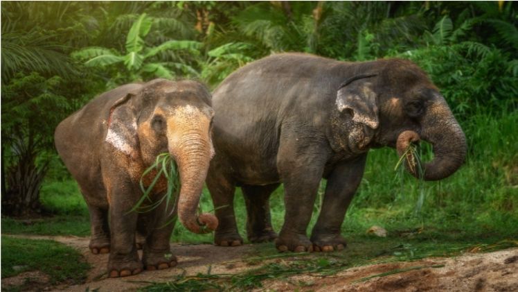 Ethical Elephant Sanctuary Phuket