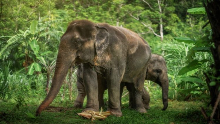 Ethical Elephant Sanctuary 